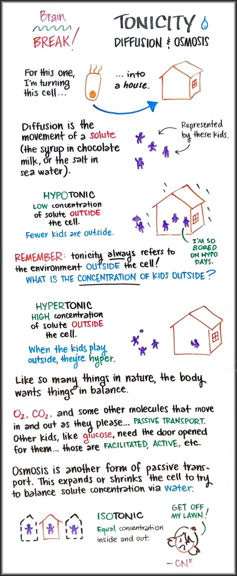 Tonicity Diffusion And Osmosis Brain BREAK