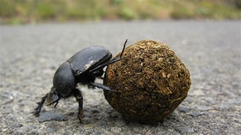 Poop Like Plant Tricks Dung Beetles Into Burying Its Seeds Mental Floss