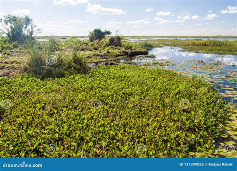 Humedales En La Reserva De Naturaleza Esteros Del Ibera Imagen De