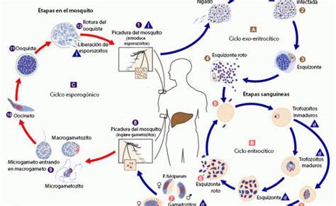 Plasmodium Caracteristicas Morfologia Ciclo De Vida Biologia 2023 Otosection