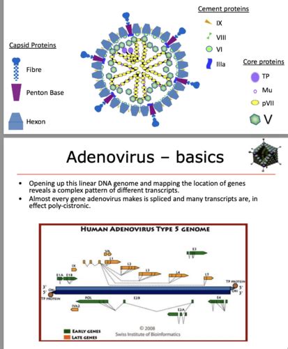 Viruses Flashcards Quizlet