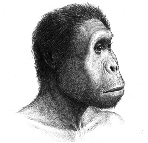 Homo rudolfensis | Prehistoric Wiki | Fandom