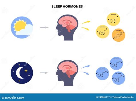 Hormones Of Pineal Gland. Serotonin And Melatonin Vector Illustration ...