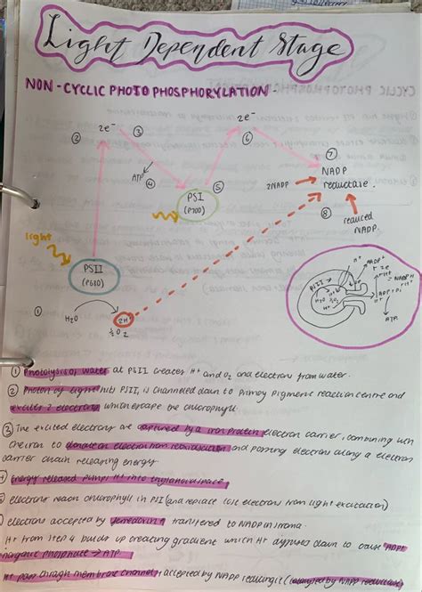 A Level Biology Light Dependent Stage