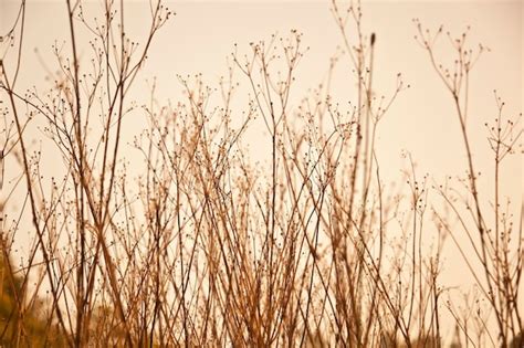 Premium Photo A Field Of Dry Grass With A Yellow Sky In The Background