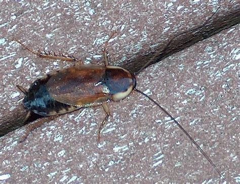 Pennsylvania Wood Cockroach Facts Identification And Pictures