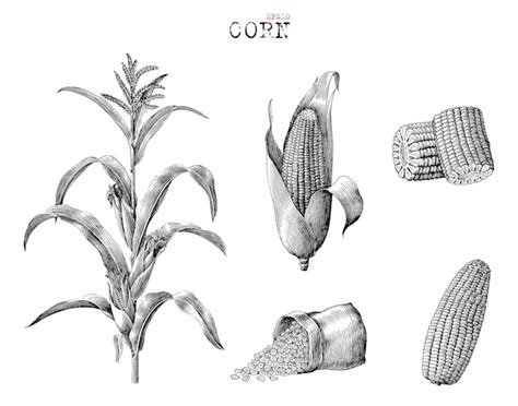 Coleção de milho desenhada à mão estilo vintage gravura clip art em