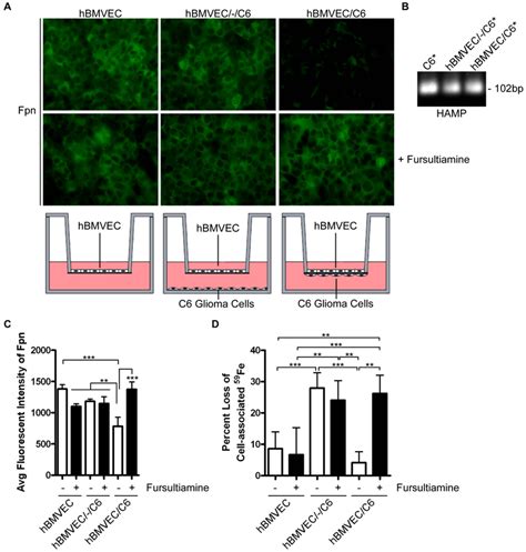 Astrocyte Secreted Hepcidin Induces Hbmvec Fpn Internalization A Download Scientific Diagram