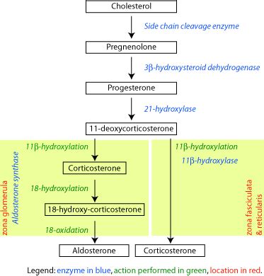 Aldosterone synthase - wikidoc