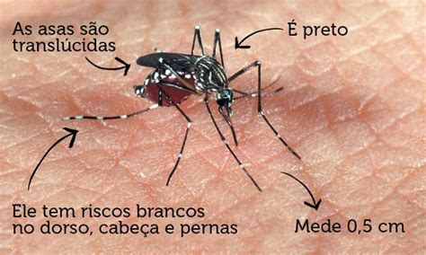 Mosquito da Dengue - Fotos, Doenças, Prevenções, curas