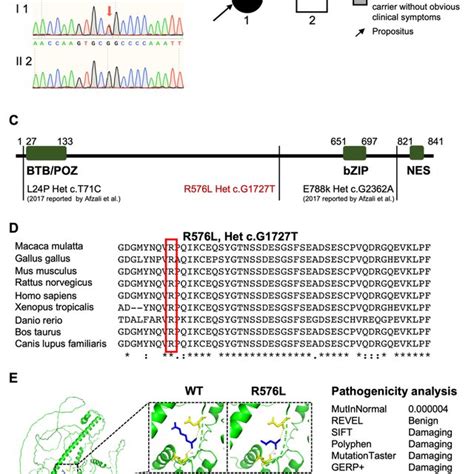 Detection Of A Novel Heterozygous Nonsynonymous Mutation In BACH2 A