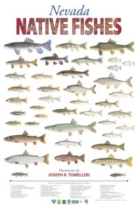 nevada native fishes nevada division  natural heritage