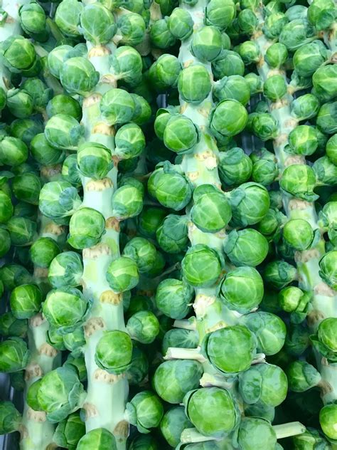 Real Food Encyclopedia - Brussels Sprouts - FoodPrint