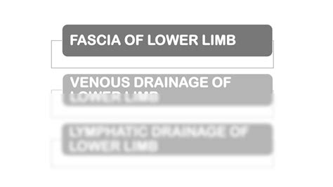 Solution Fascia Lymphatic Drainage And Venous Drainage Of Lower Limb