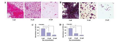 Microscopic Views Of The Biofilm Formation After Crystal Violet Download Scientific Diagram