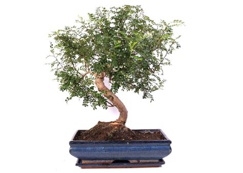 Pepper Tree Bonsai