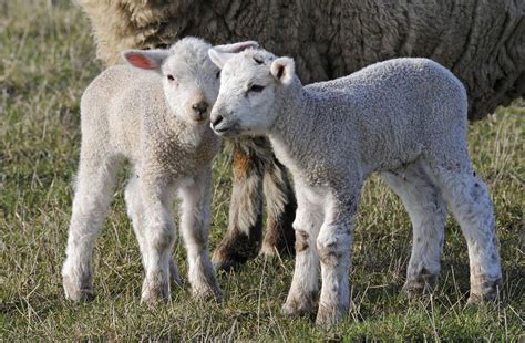 Easter Lamb Lamb Sheep And Lamb