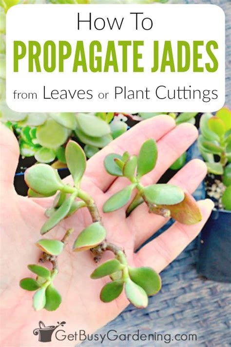 How To Propagate Jade Plant - Plant Ideas