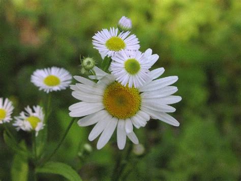 Wildflower Oxeye Daisy Leucanthemum Vulgare Butler Freeport Trail