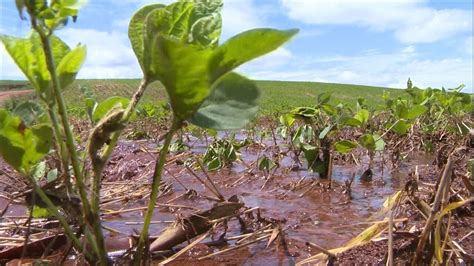 Globo Rural Excesso De Chuva Provoca Perdas Na Safra De Soja