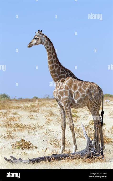 Angolan Giraffe Hi Res Stock Photography And Images Alamy