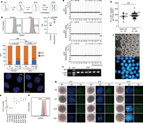 Sex Conversion In Es Cells And Oocyte Production In Vitro A Schematic