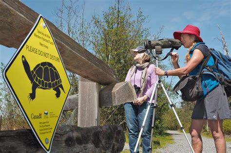 In Canada Le Biologhe Degli Ecosistemi Vanno A Caccia Della Chrysemys