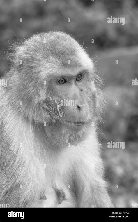 Japanese Macaques Or Snow Monkey S In And Around A Hot Spring At