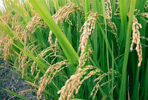 Alamat Ng Palay English Version
