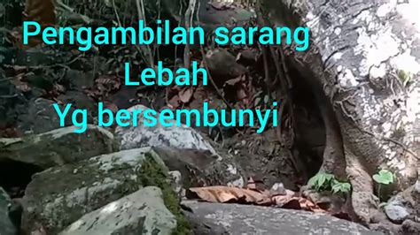 Pengambilan Sarang Lebah Yg Bersembunyi Youtube