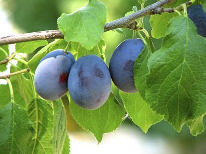 Damson Plum Tree Information - Learn How To Grow Damson Plums | Gardening Know How