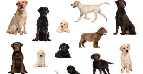 Quiz Which Dog Breed Are You