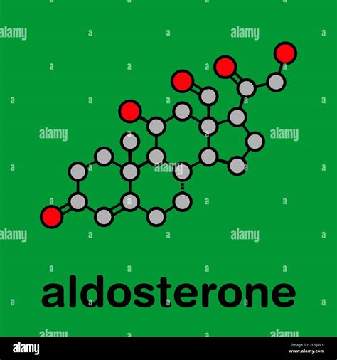 Aldosterone Mineralocorticoid Hormone Produced By The Adrenal Gland