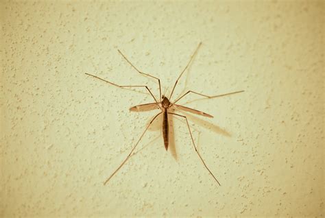 A Visiting Skeeter Eater This Crane Fly Came Inside To V Flickr