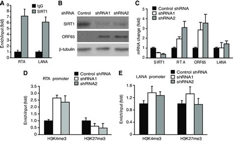 Sirt Mediates Kshv Latency A Sirt Binds To Both Rta And Lana