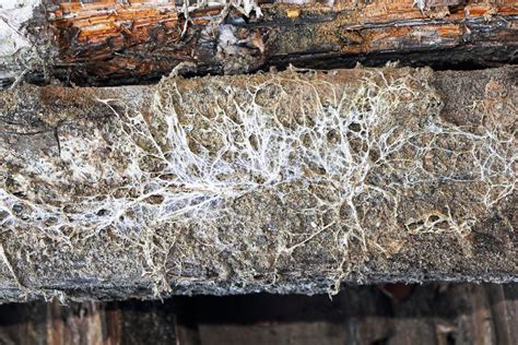 The Difference Between Wet Rot Dry Rot Avant Garde Damp Solutions