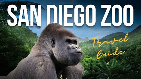 San Diego Zoo Full Tour The 10 Best Things To Do 4k Youtube