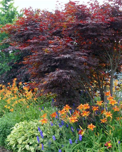 Burgundy Plants And Flowers Hgtv