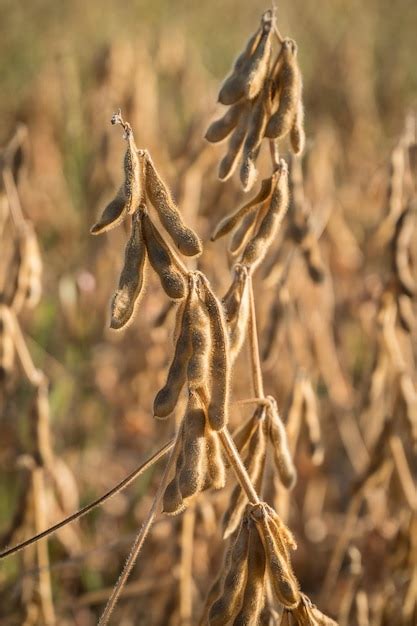 Premium Photo Ripe Soybeans Ready For Harvesting On A Farmer S Field