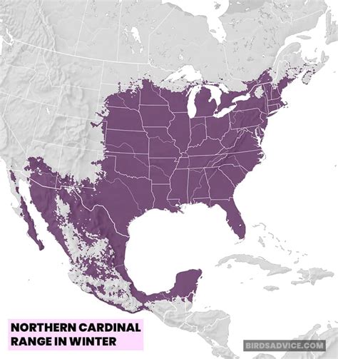 Do Cardinals Migrate A Guide Of Winter Cardinals