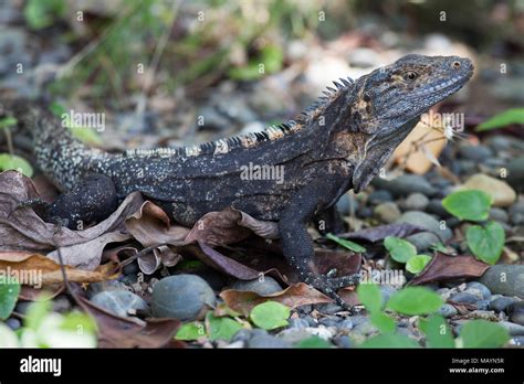 Black Spiny Tailed Iguana Ctenosaura Similis On Forest Floor Stock