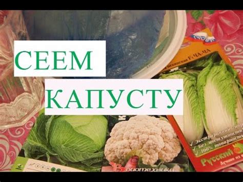 Посев Капусты. Рассада Капусты Без Болезней. - YouTube