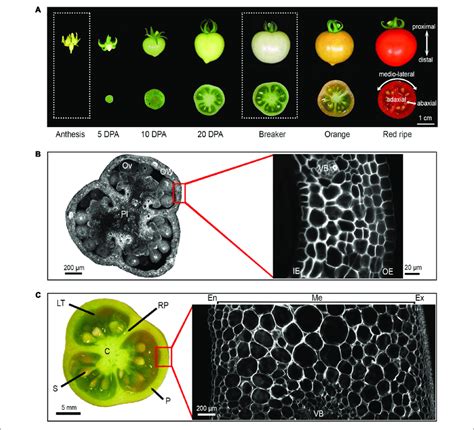 Tomato Fruit Development And Tissue Morphology In Wt Micro Tom