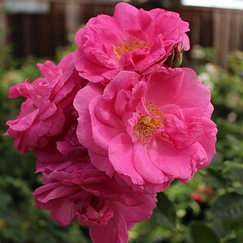 Morden Centennial Rose Foothills Nurseries