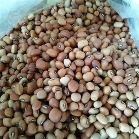 Jual Kedai 1000 Gram Benih Biji Kacang Beras Dadap Landes Tunggak Otok