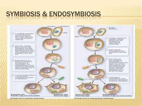 Chapter 22 The Origin Of Eukaryotes Ppt