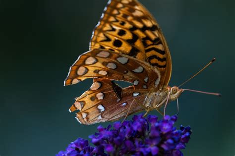 Natureza Inseto Borboleta Escapar Foto Gratuita No Pixabay Pixabay