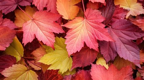 Hermoso Follaje De Oto O Vibrante Fondo De Hojas Rojas Y Verdes Rbol