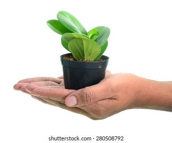 Hands Holding Small Plant Stock Photo Shutterstock