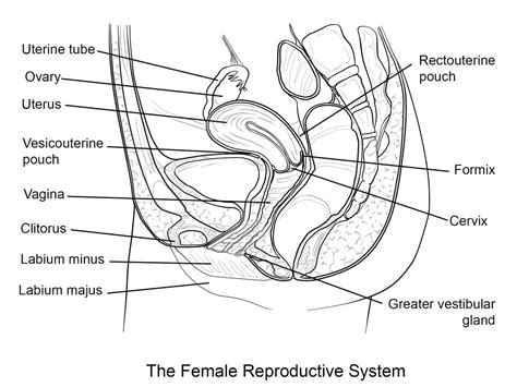 Dibujos De Aparato Reproductor Femenino Imprimible Para Colorear Para